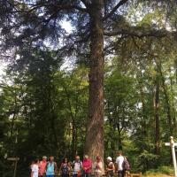 Cedre forêt Compiègne