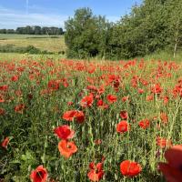 Saison des coquelicots 