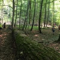 Forêt Choisy Juillet18